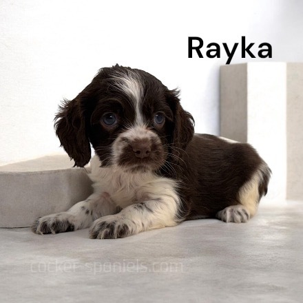 puppy, for, sale, Cocker Spaniel, Joe & Cherri  Overlease, dog, breeder, Miller, MO, dog-breeder, puppy-for-sale, forsale, nearby, find, puppyfind, locator, puppylocator, aca